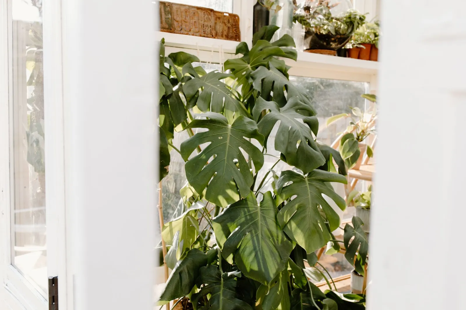 Les plantes d'intérieur qui purifient l'air