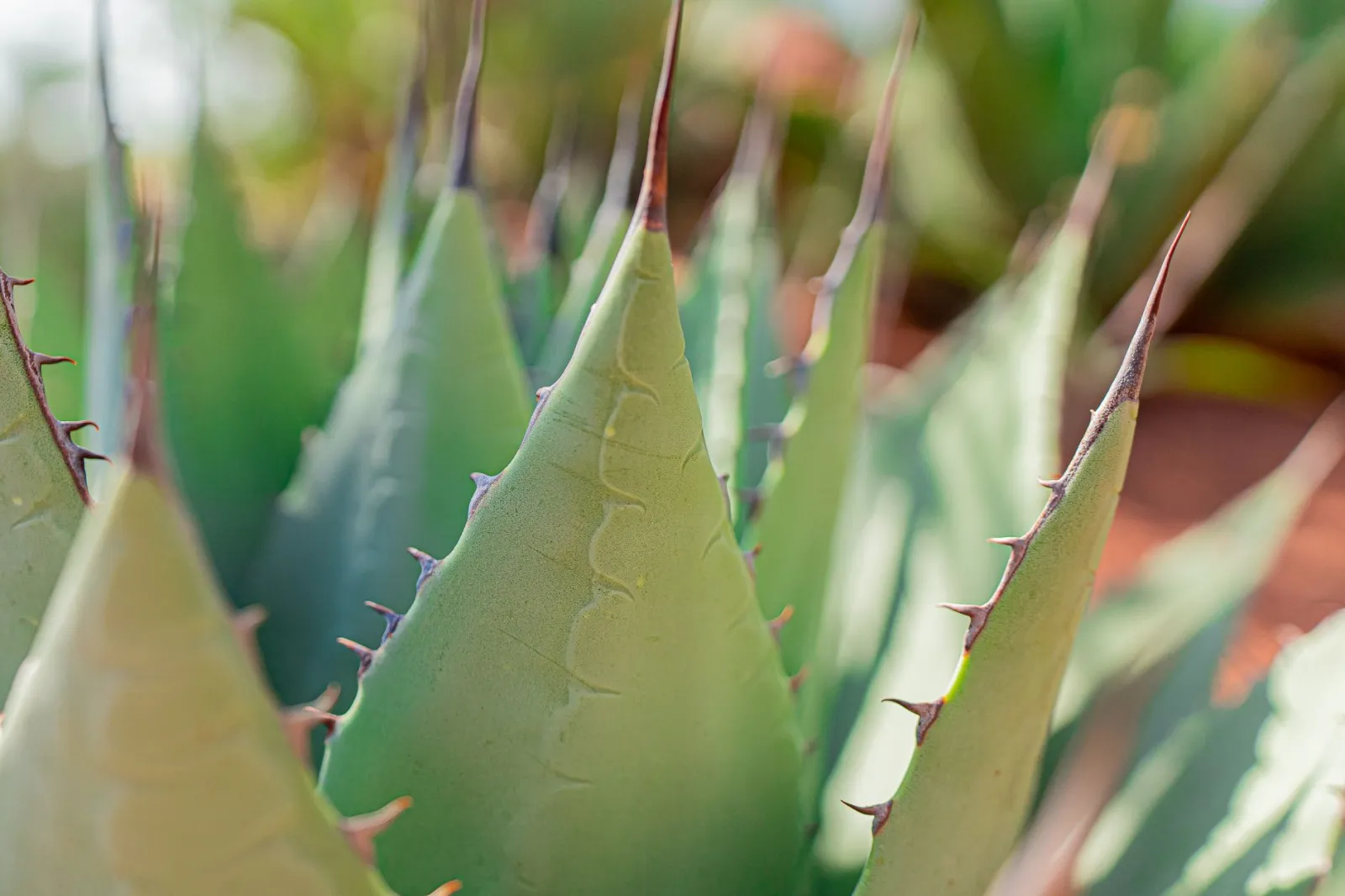 Les meilleures plantes résistantes à la sécheresse pour votre jardin
